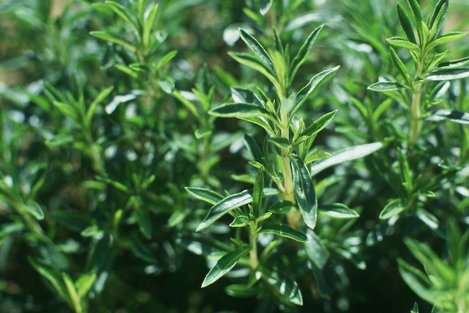 Filière PPAM : zoom sur les plantes aromatiques Françaises